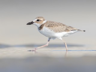  - Wilson's Plover