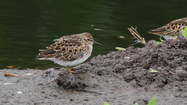  - Least Sandpiper
