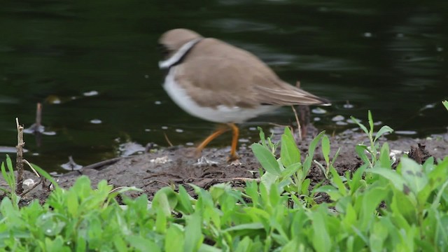 Semipalmated Plover - ML472907