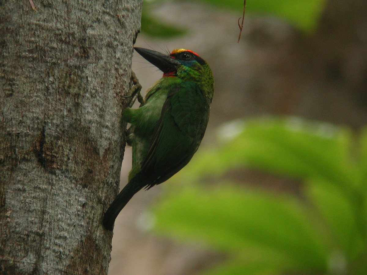 Red-throated Barbet - ML47290701