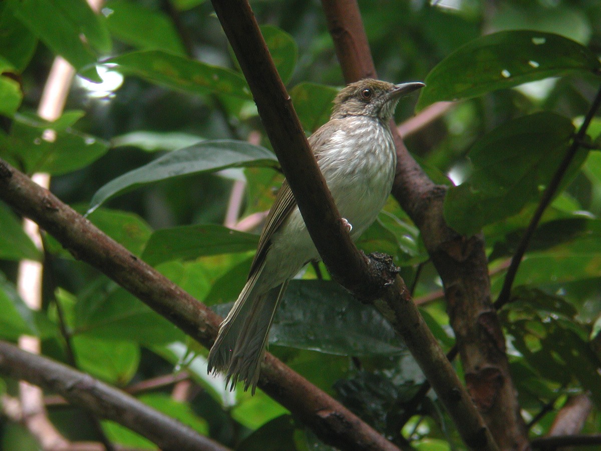 Streaked Bulbul - Neoh Hor Kee