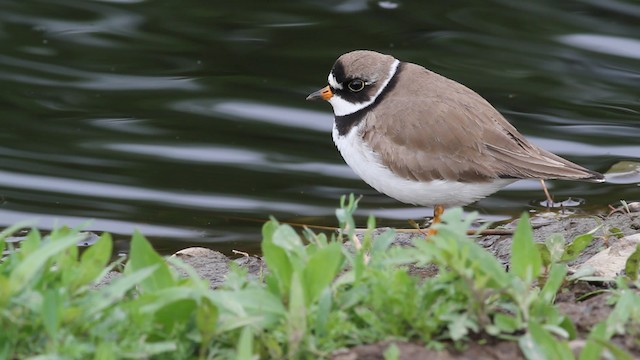 Semipalmated Plover - ML472908
