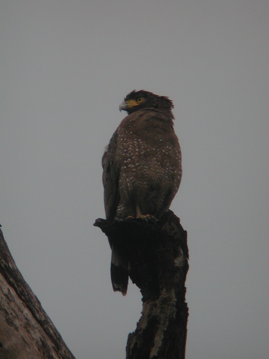 Crested Serpent-Eagle - ML47290801