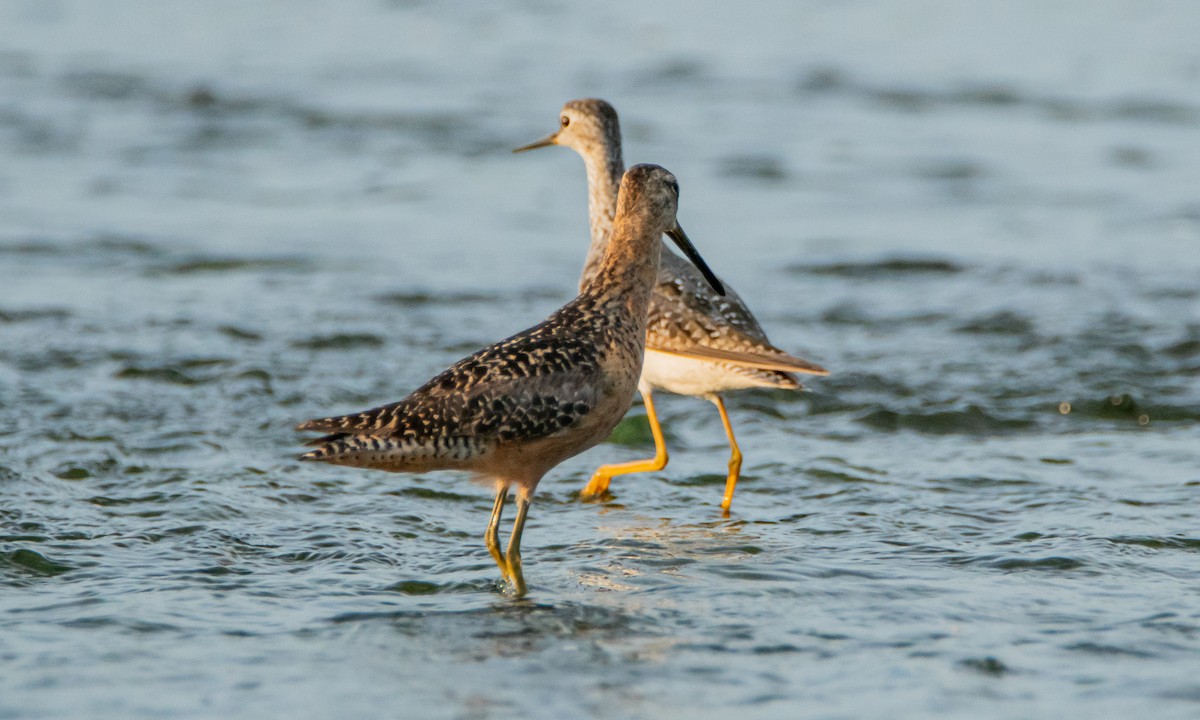 Long-billed Dowitcher - ML472908931