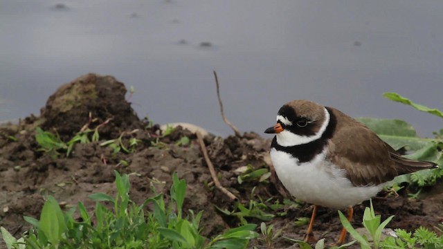 Semipalmated Plover - ML472909