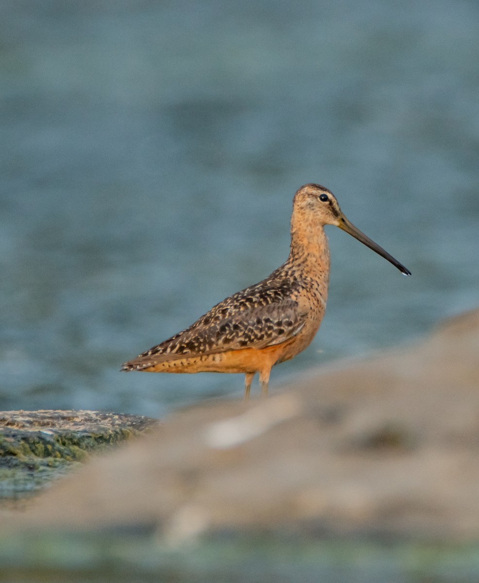 Long-billed Dowitcher - ML472909091