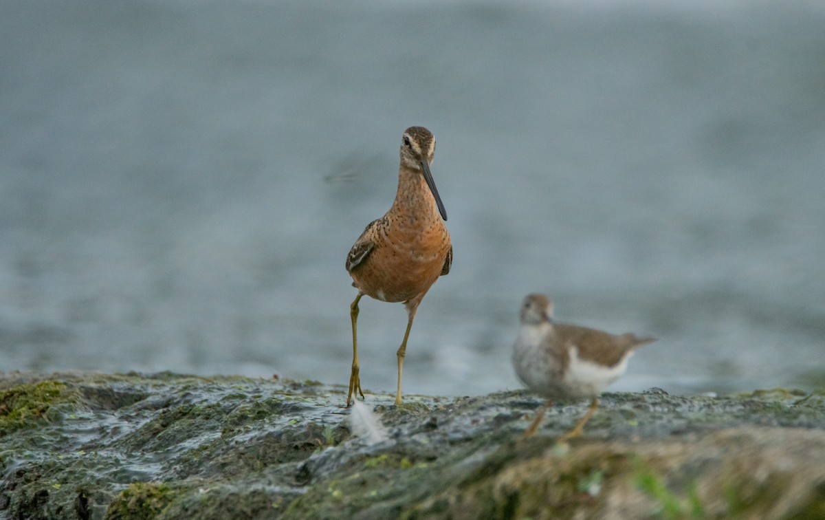 Long-billed Dowitcher - ML472909351