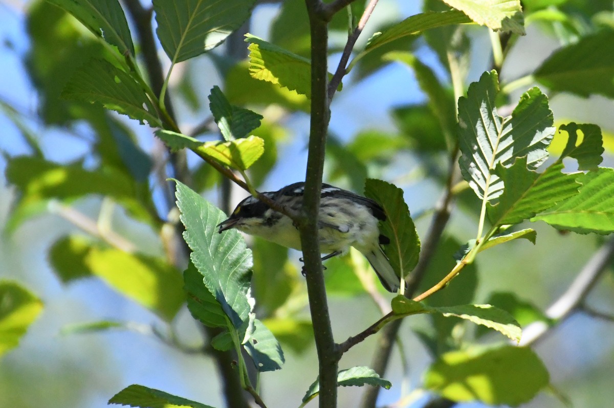 Black-throated Gray Warbler - ML472909631