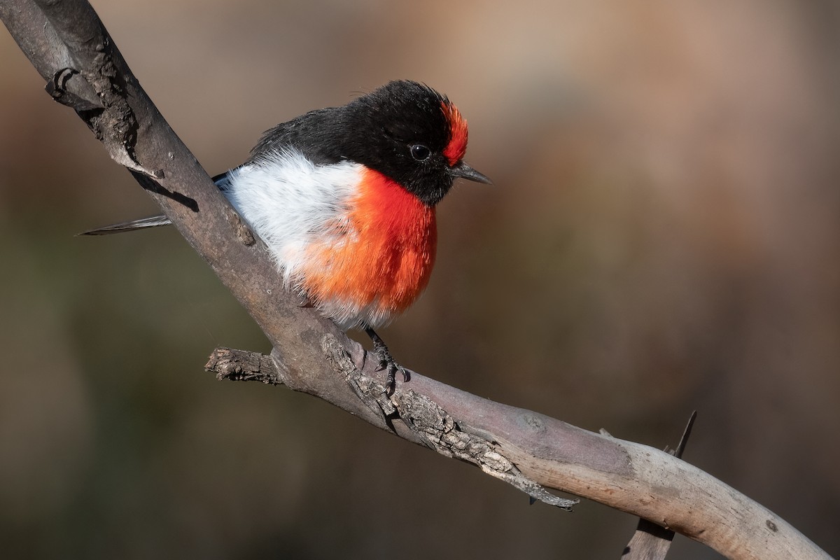 Red-capped Robin - ML472909971