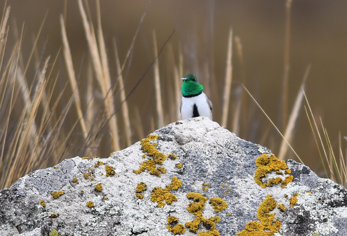 Green-headed Hillstar - Joshua Vandermeulen