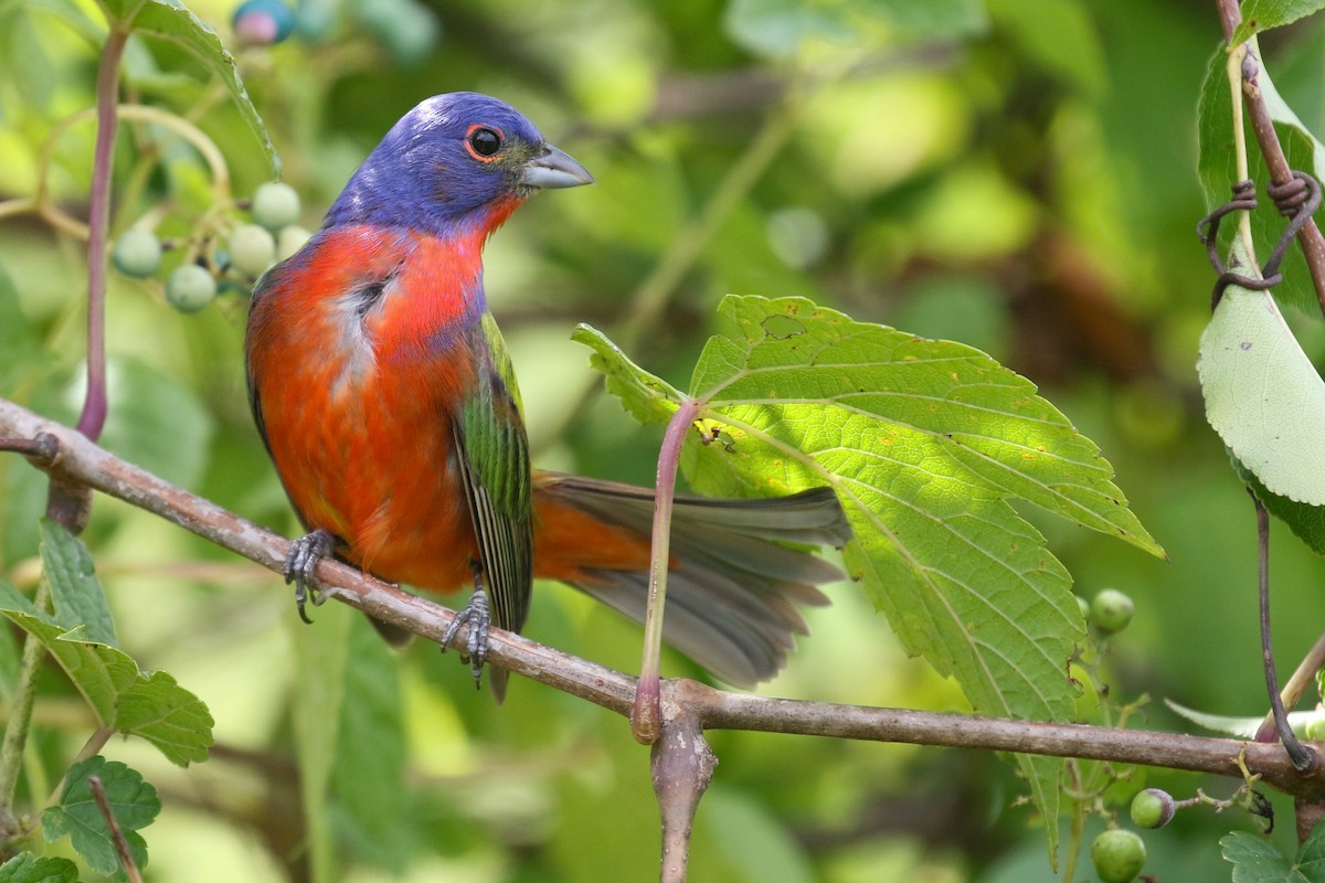 Painted Bunting - ML472916891