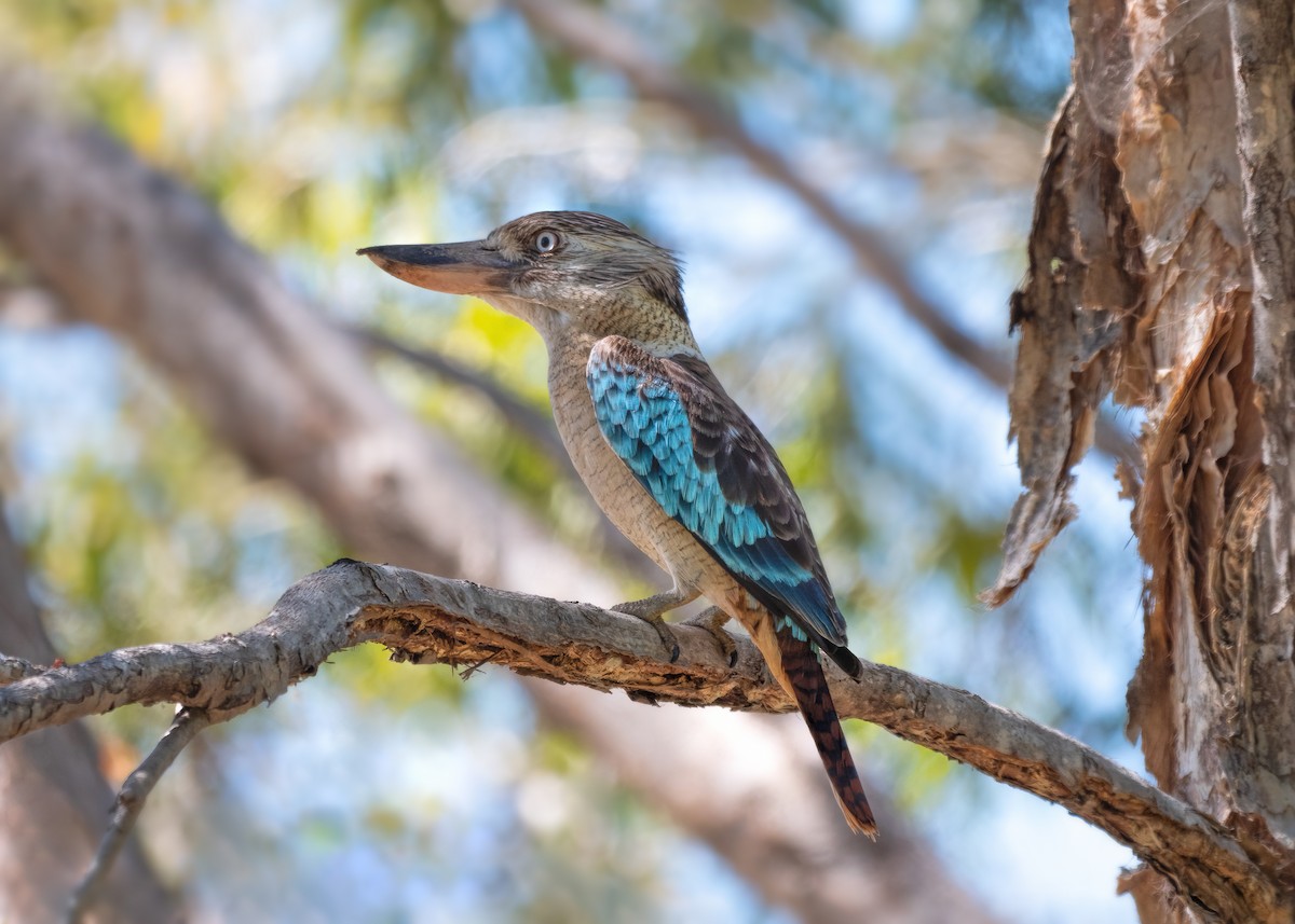 Blue-winged Kookaburra - Julie Clark