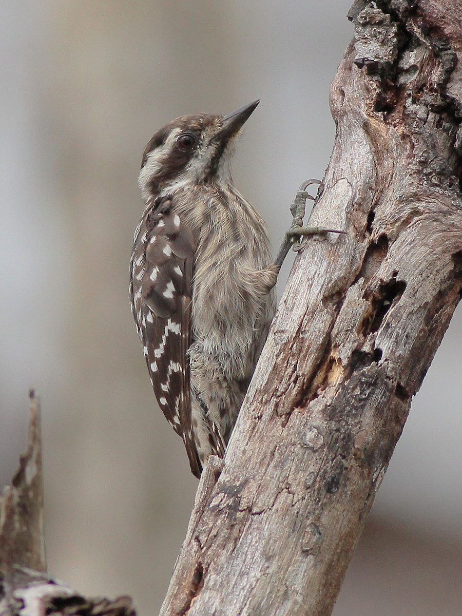 Sunda Pygmy Woodpecker - Neoh Hor Kee