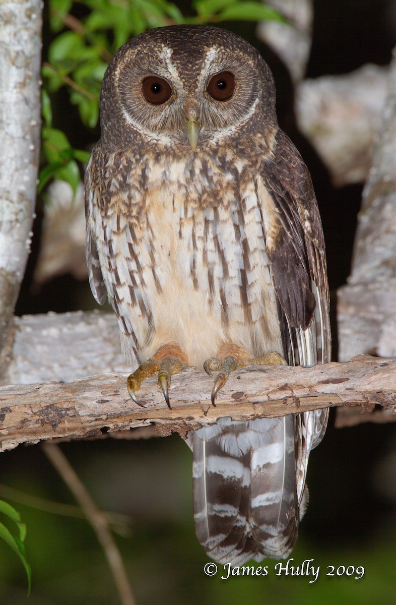 Mottled Owl - Jim Hully