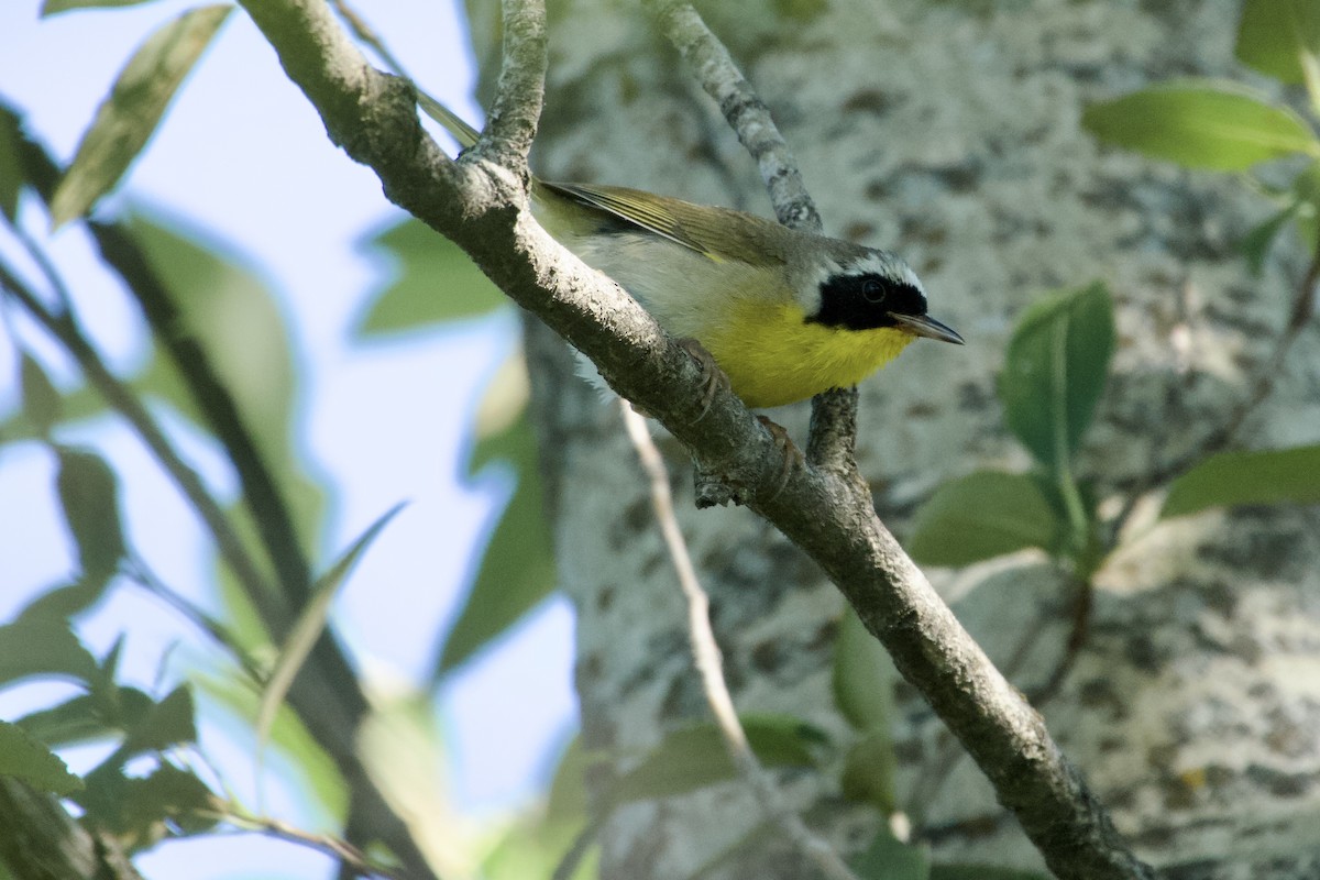 Common Yellowthroat - A Branch