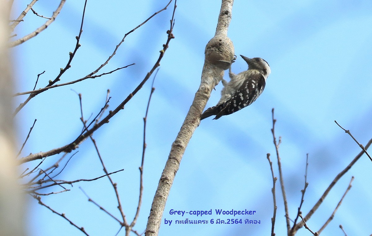 Gray-capped Pygmy Woodpecker - ML472933911