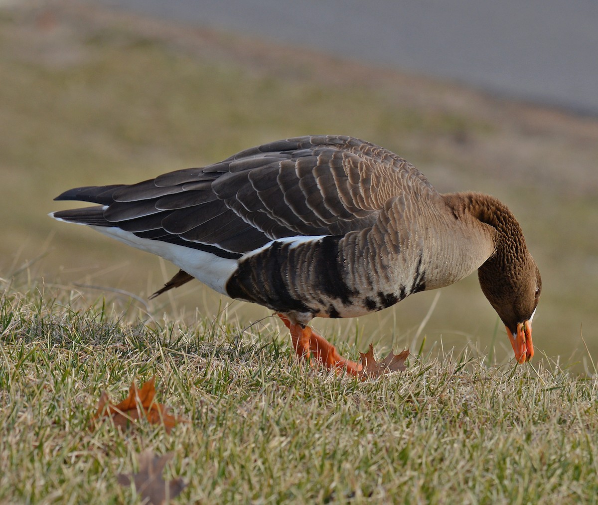 Greater White-fronted Goose - ML47293621