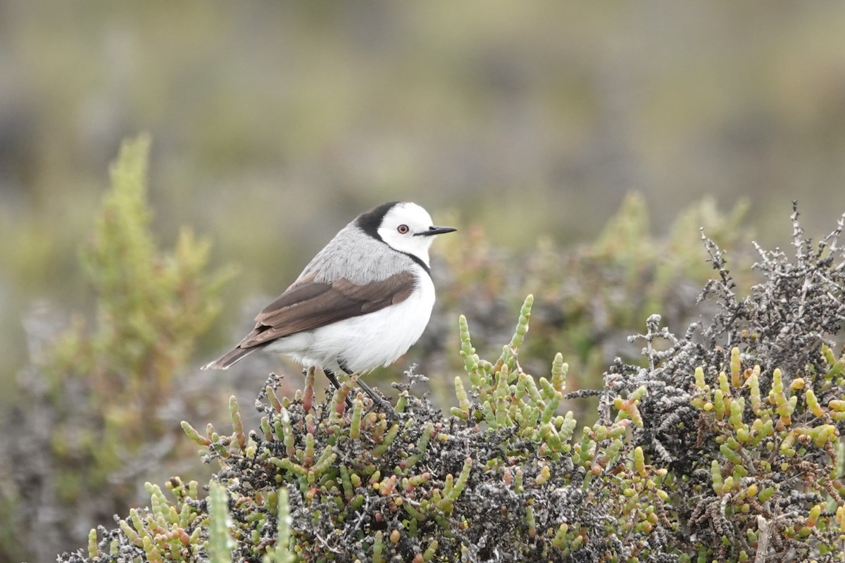 White-fronted Chat - ML472936851