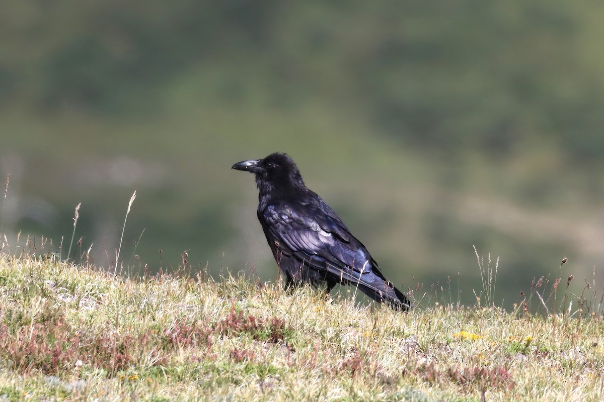 Common Raven - Adrian Lakin