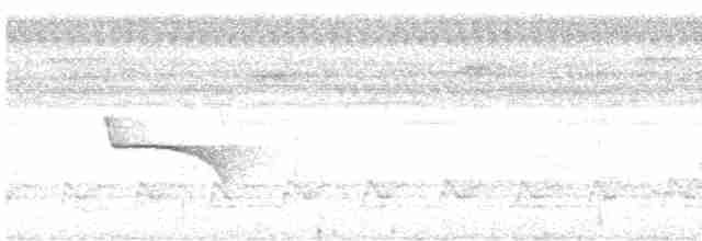 Weißflecken-Ameisenwächter - ML472937351