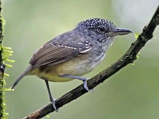  - Spot-crowned Antvireo