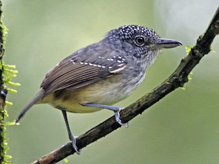 Male - Ken Chamberlain - ML47293801