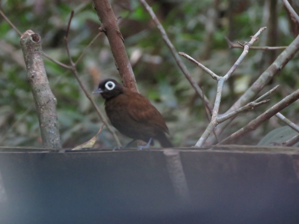 Bare-eyed Antbird - ML472938841