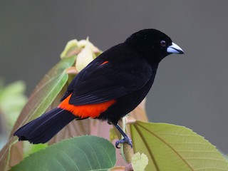 - Scarlet-rumped Tanager (Cherrie's)