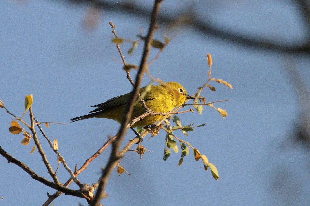 Southern Yellow White-eye - Charley Hesse TROPICAL BIRDING