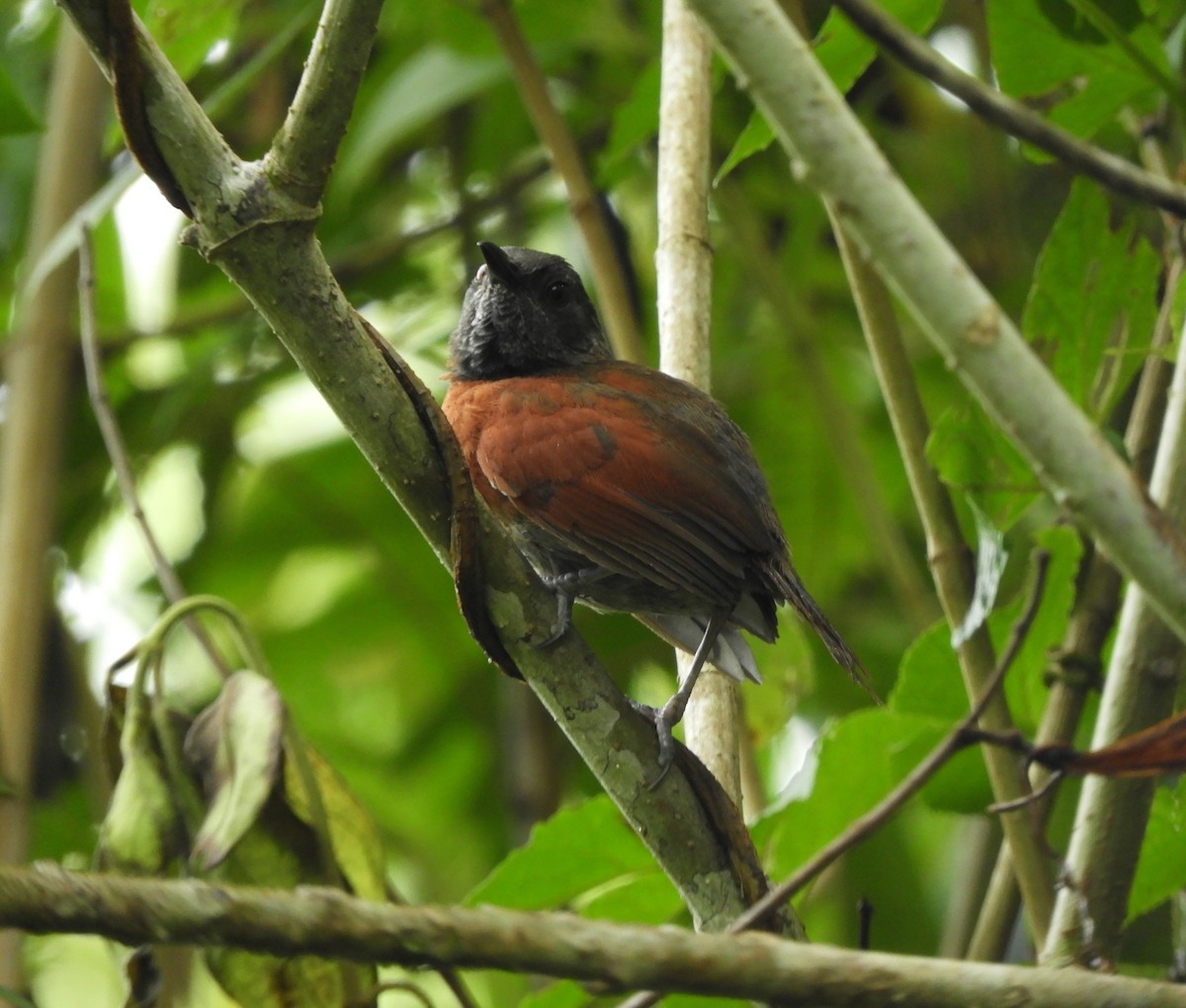 Rufous-breasted Spinetail - Sheila Nale
