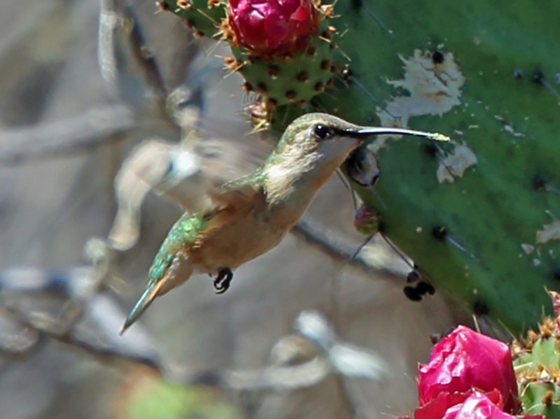 Beautiful Hummingbird - eBird