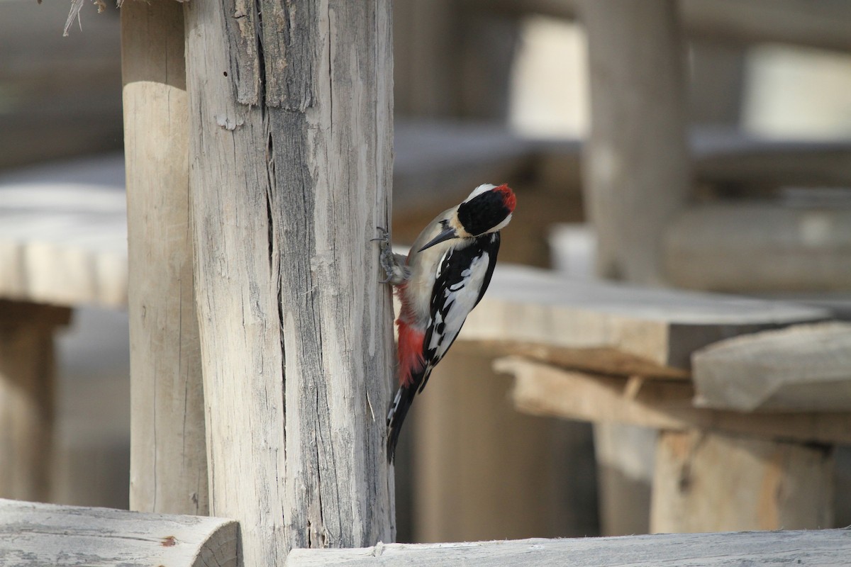 White-winged Woodpecker - ML472943421