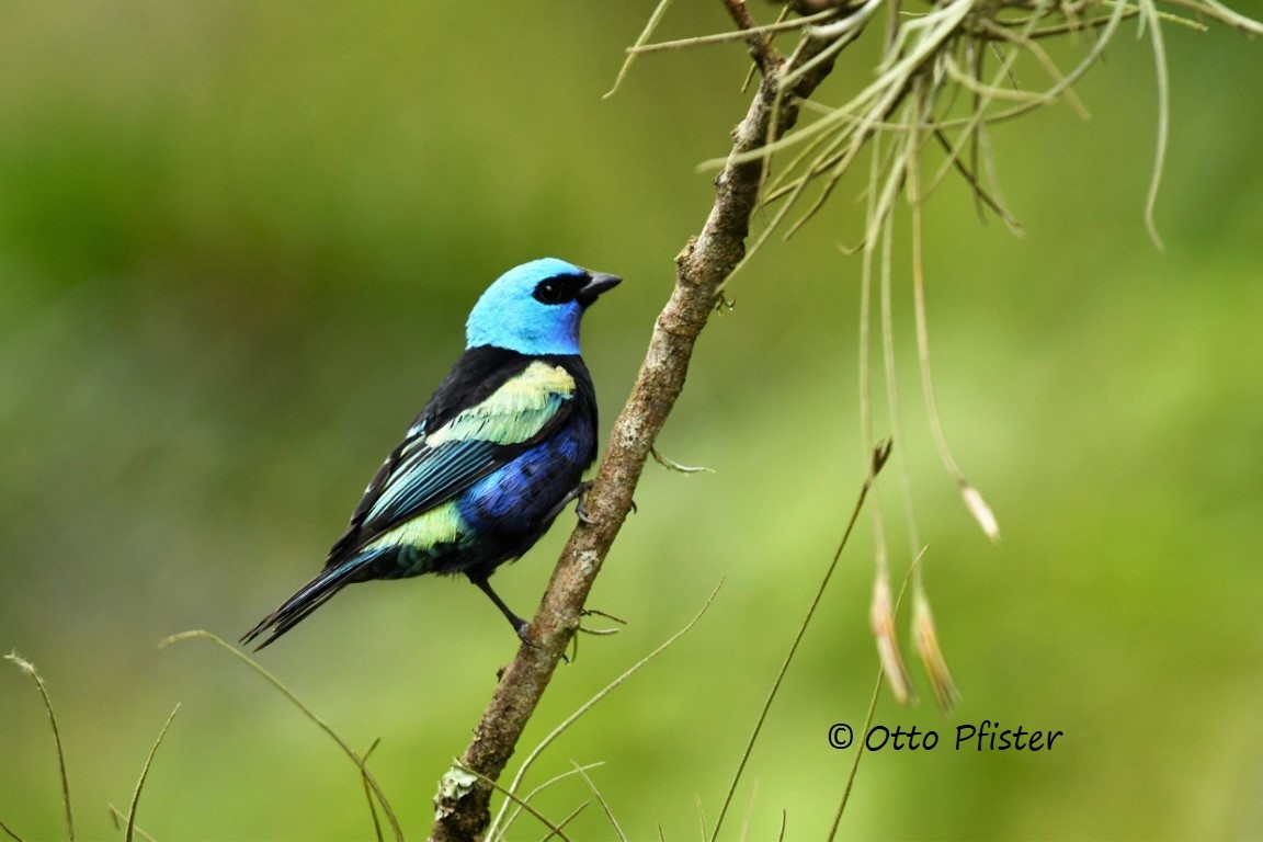 Blue-necked Tanager - Otto Pfister