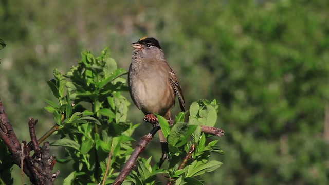 Golden-crowned Sparrow - ML472949