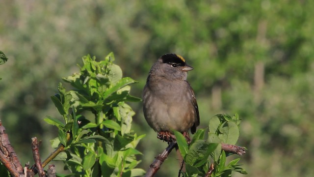  - Golden-crowned Sparrow