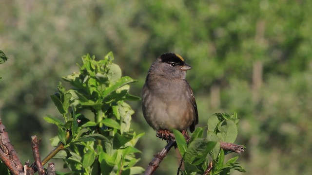 Golden-crowned Sparrow - ML472950