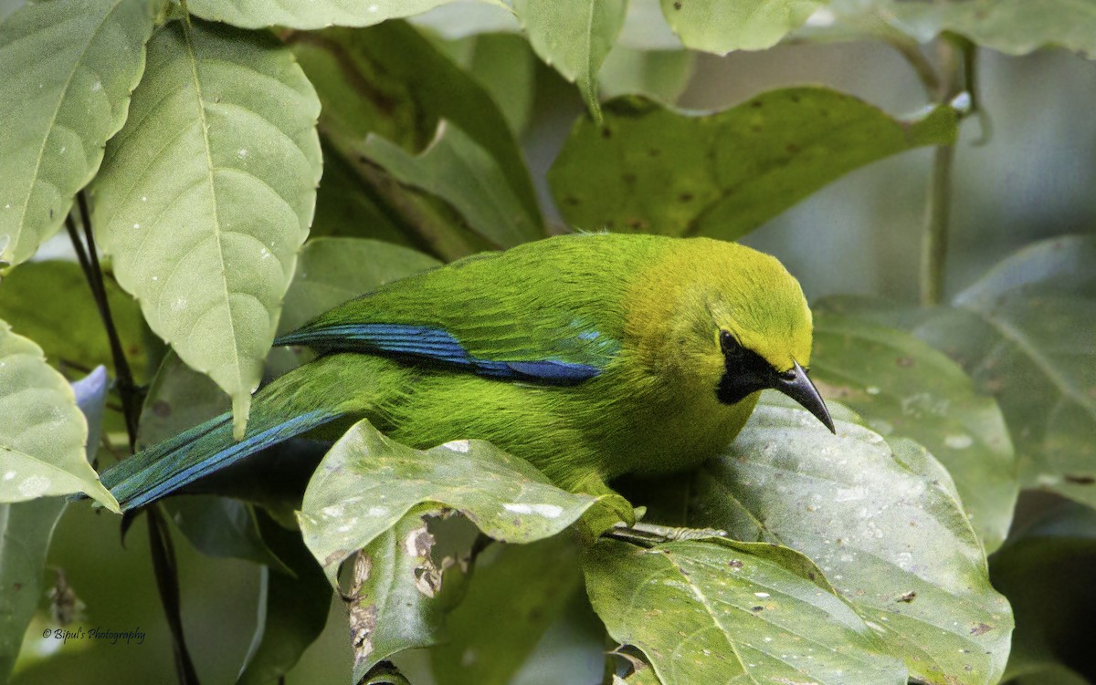 Blue-winged Leafbird - Brahmarshi Sutradhar