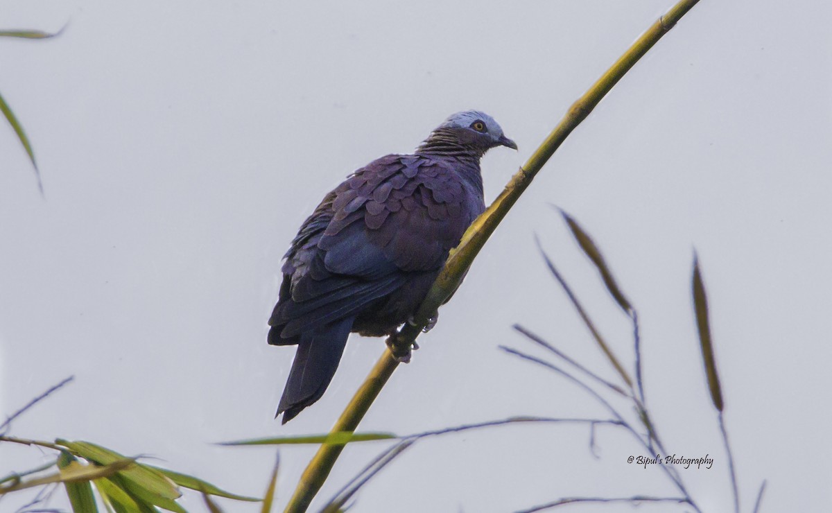 Pale-capped Pigeon - ML472950631