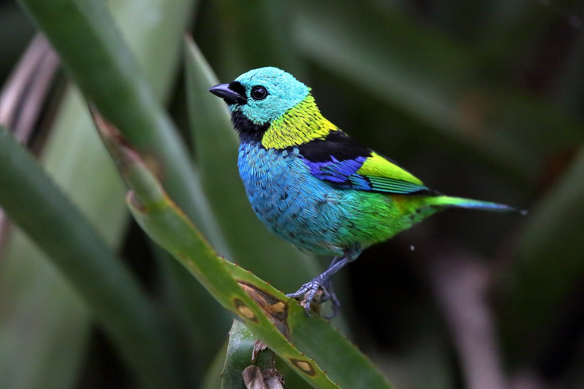 Green-headed Tanager - ML472953581