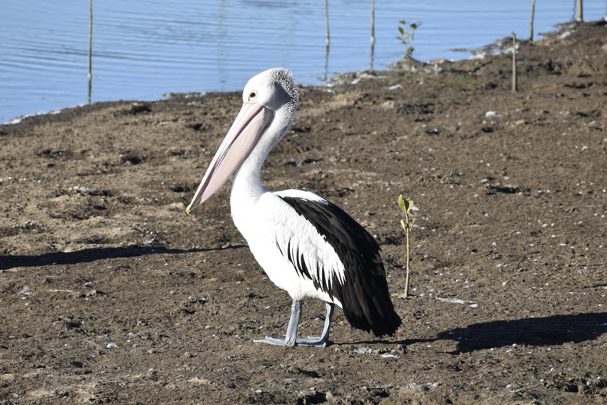 pelikán australský - ML472953591