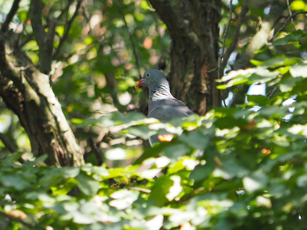 Common Wood-Pigeon - ML472953791