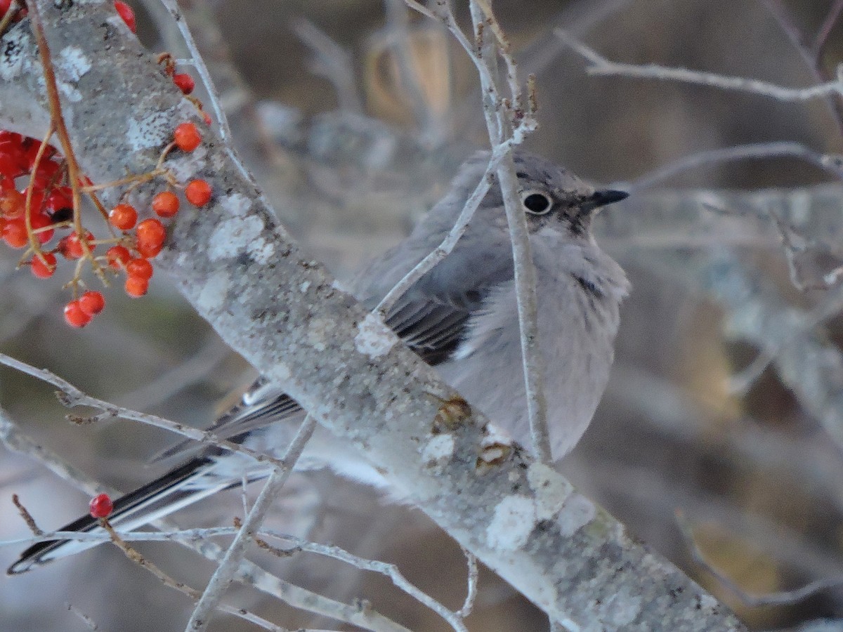 Townsend's Solitaire - ML47295451