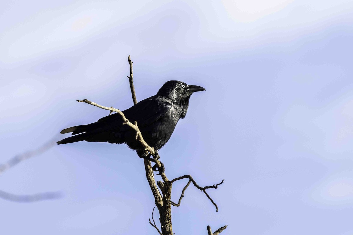 Australian Raven - Stuart Riley