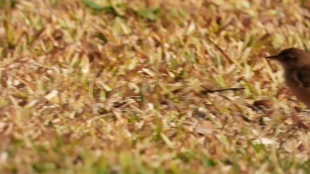  - Siffling Cisticola