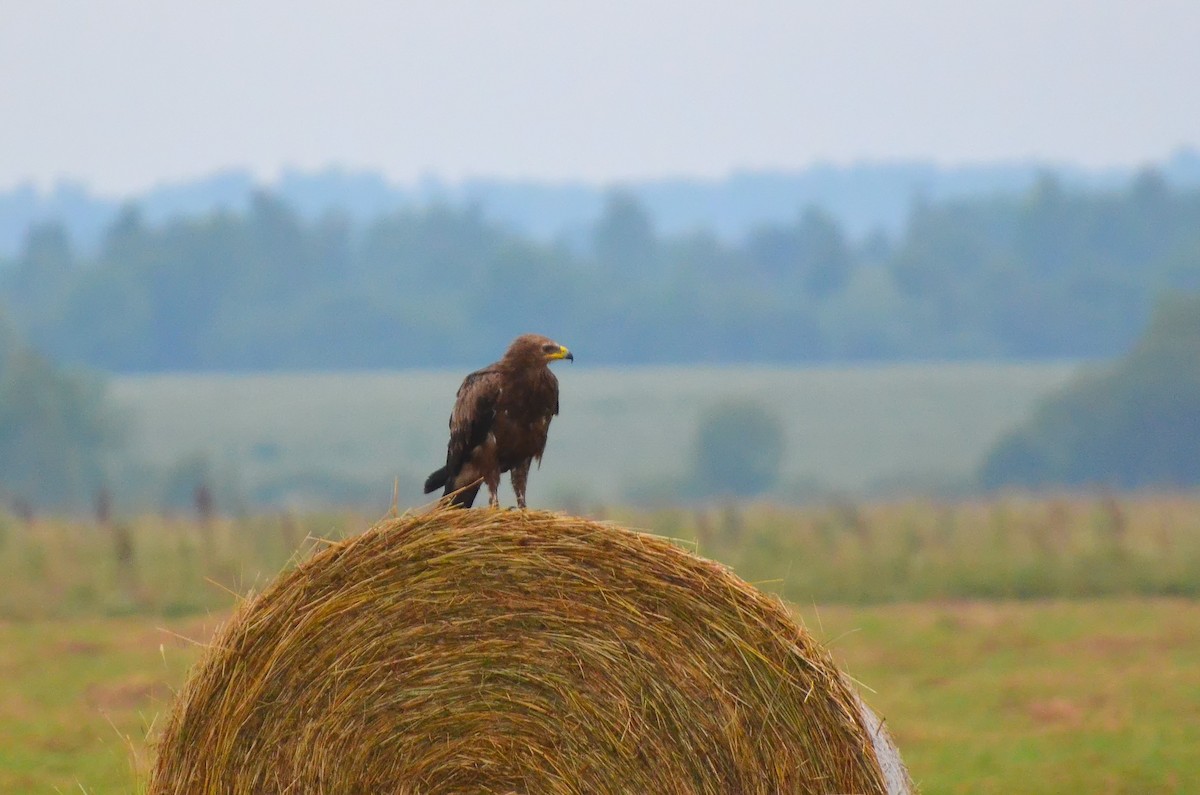 Lesser Spotted Eagle - Andrey Bratushev