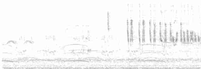 Weißscheitel-Kleintyrann (Weißbauch-Kleintyrann) - ML472974441
