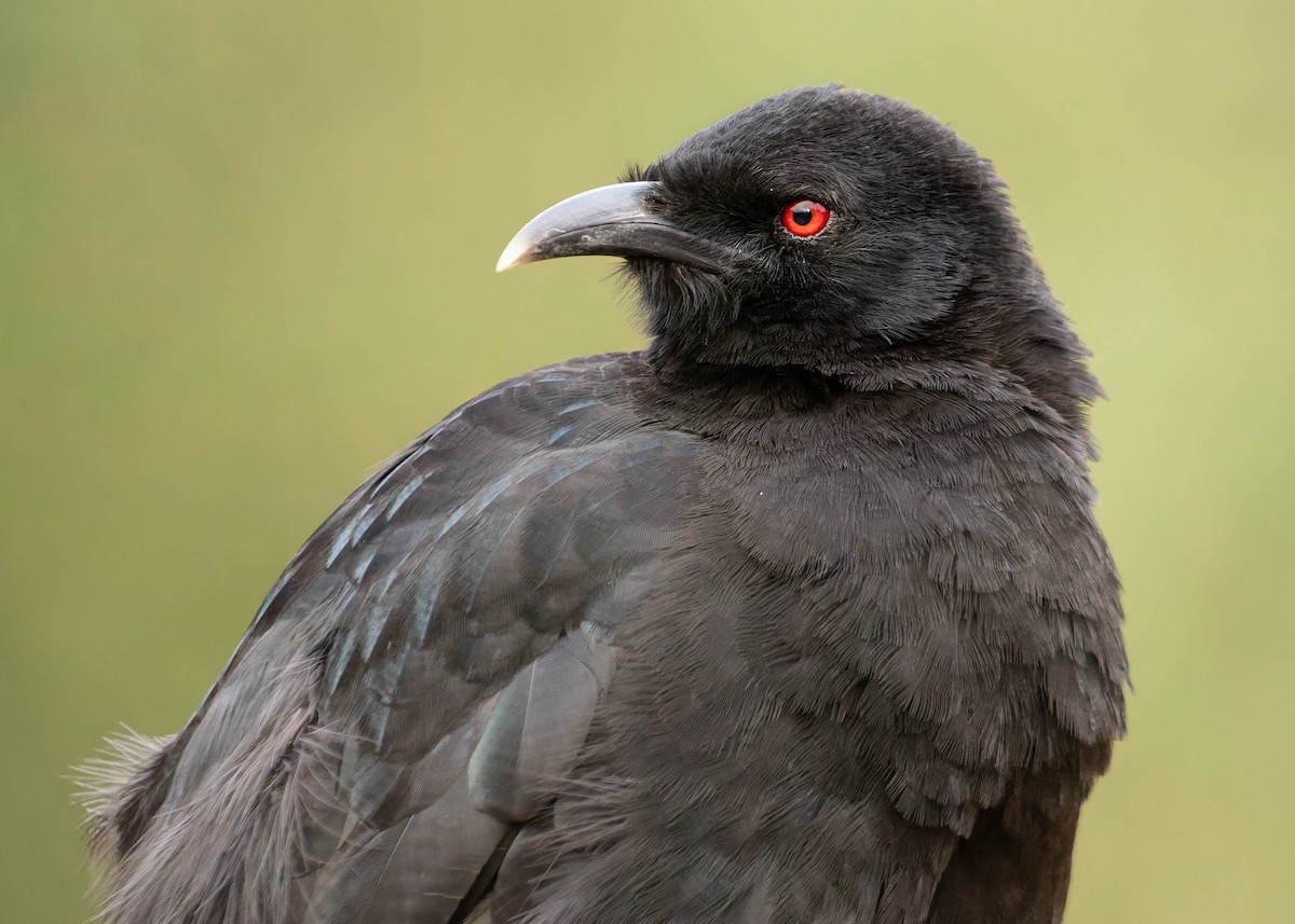 White-winged Chough - Zebedee Muller