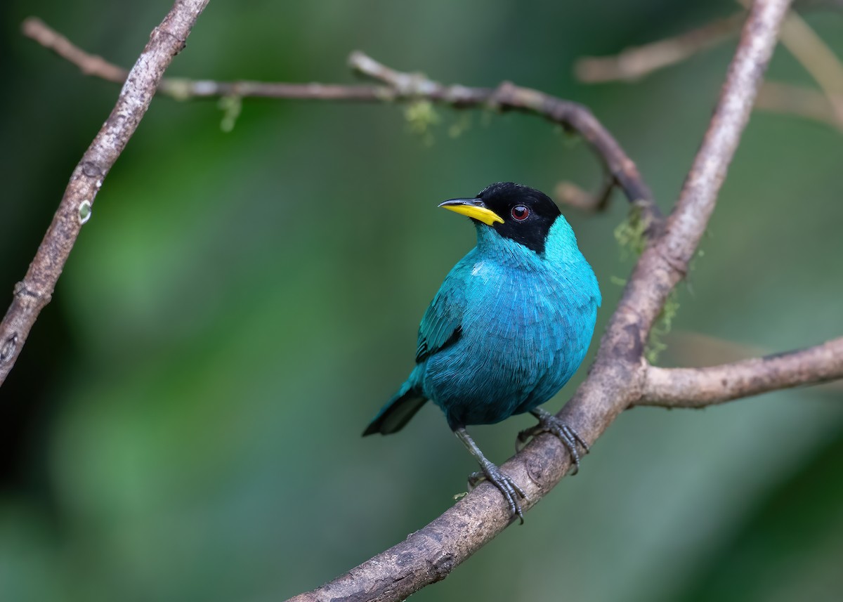 Green Honeycreeper - Andre Moncrieff