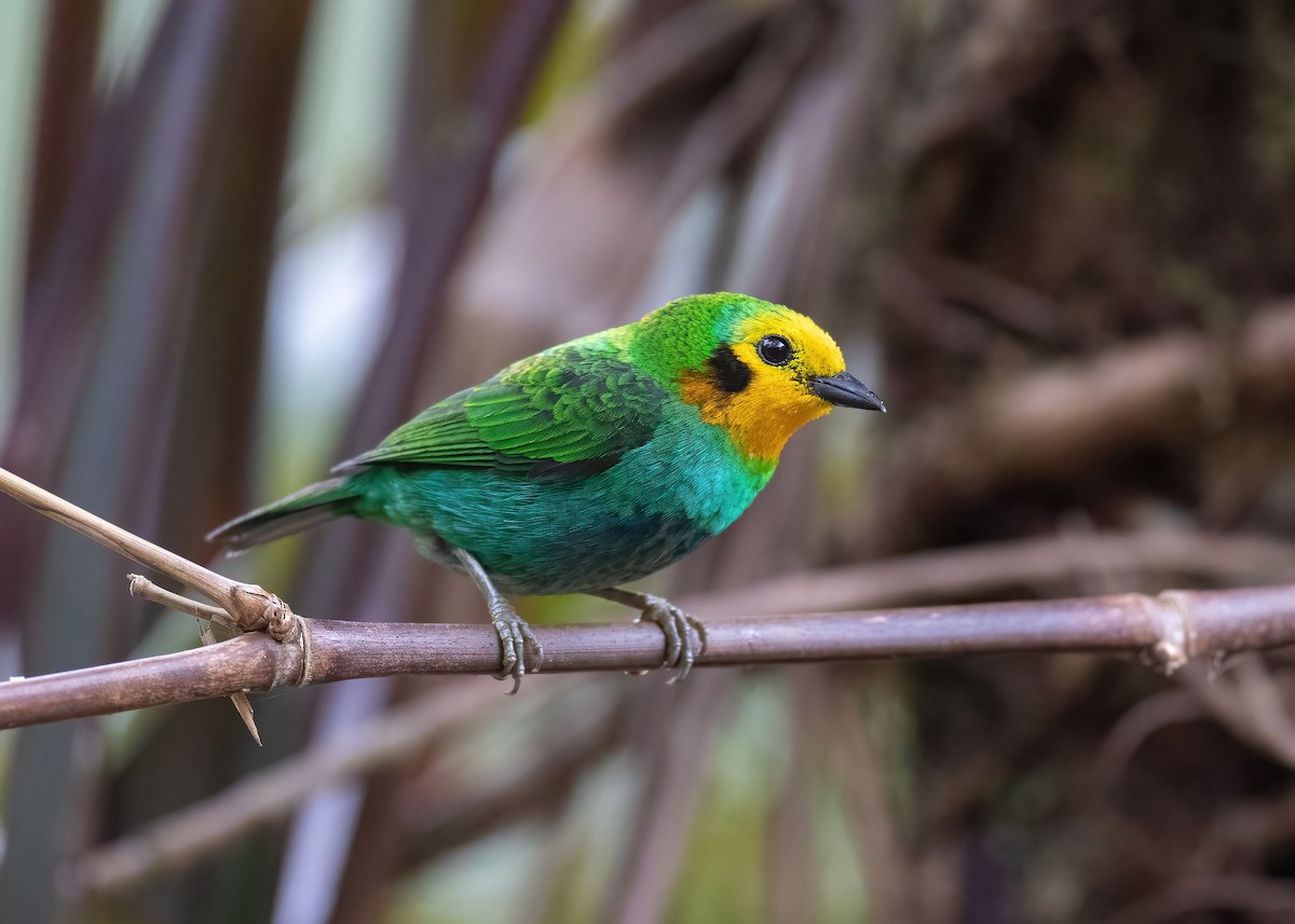 Multicolored Tanager - ML472979561