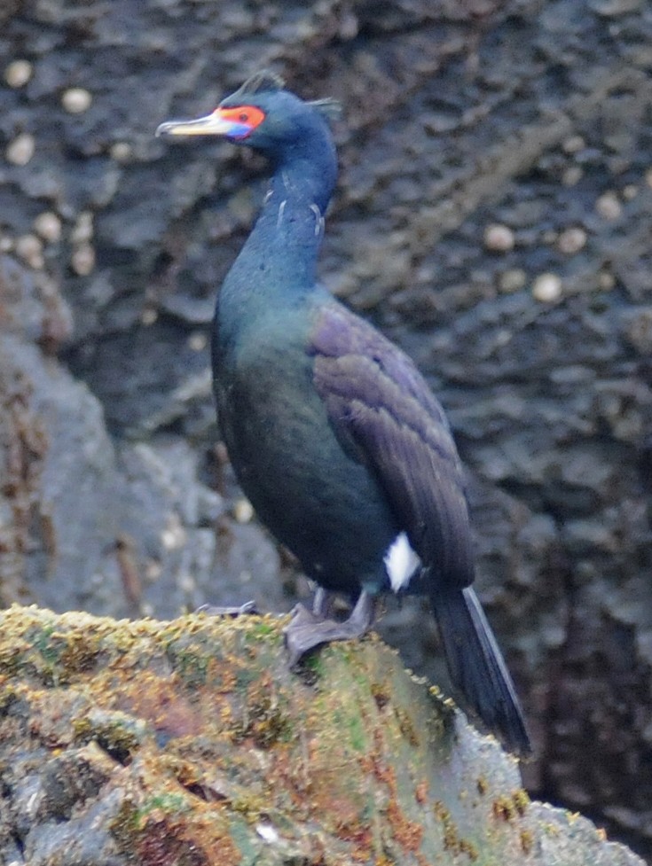 Red-faced Cormorant - ML47298031